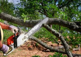 Best Emergency Tree Removal  in Russiaville, IN